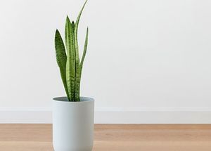 Are There Different Types of Snake Plants?